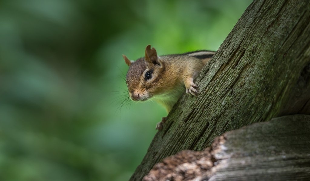 Обои бревно, боке, бурундук, грызун, log, bokeh, chipmunk, rodent разрешение 1920x1200 Загрузить