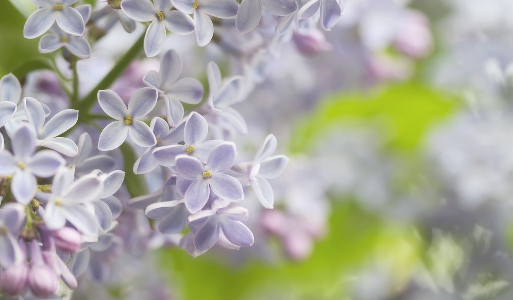 Обои макро, весна, нежность, сирень, macro, spring, tenderness, lilac разрешение 2048x1365 Загрузить