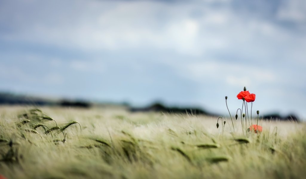 Обои небо, поле, лето, маки, колосья, пшеница, the sky, field, summer, maki, ears, wheat разрешение 2560x1440 Загрузить