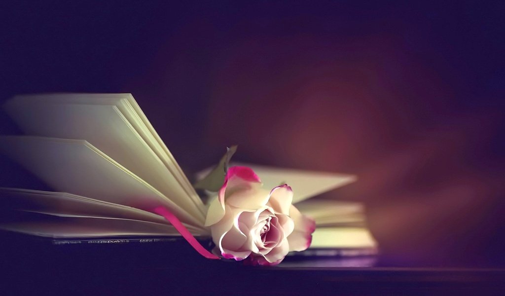 Обои фон, цветок, роза, книга, background, flower, rose, book разрешение 1920x1282 Загрузить