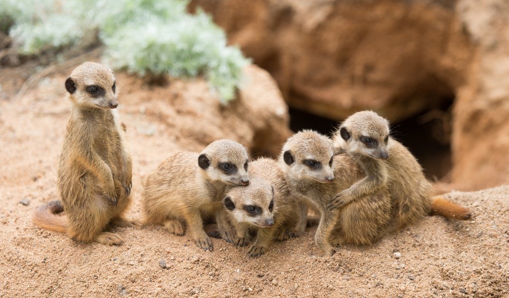 Обои песок, сурикаты, сурикат, детеныши, семейство, sand, meerkats, meerkat, cubs, family разрешение 2880x1920 Загрузить