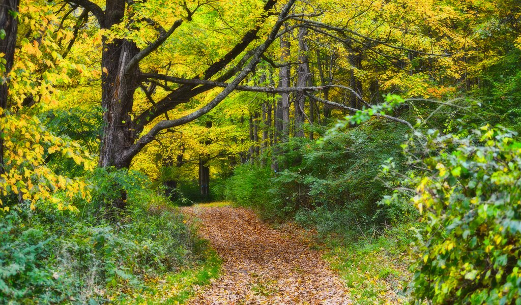 Обои природа, лес, осень, тропинка, nature, forest, autumn, path разрешение 2880x1800 Загрузить