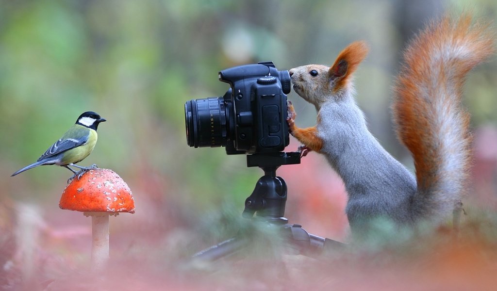 Обои поза, фотоаппарат, белка, синица, лесной фотограф, pose, the camera, protein, tit, forest photographer разрешение 1920x1080 Загрузить