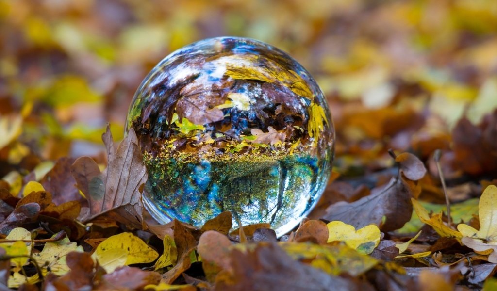 Обои отражение, листва, осень, сфера, шар, стеклянный шар, стеклянный, reflection, foliage, autumn, sphere, ball, glass globe, glass разрешение 1920x1080 Загрузить