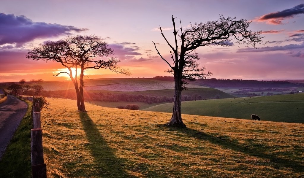 Обои дорога, дерево, закат, овца, road, tree, sunset, sheep разрешение 2048x1109 Загрузить