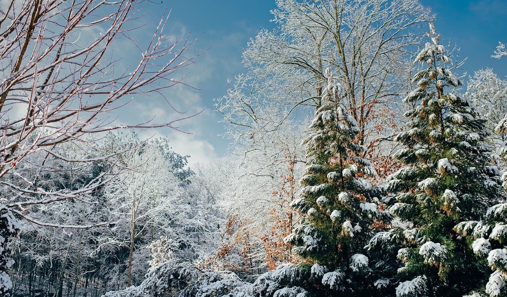 Обои деревья, снег, лес, зима, ветки, солнечно, trees, snow, forest, winter, branches, sunny разрешение 2200x1469 Загрузить