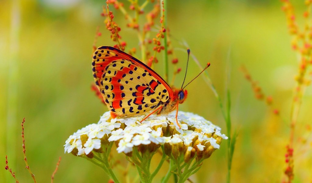 Обои бабочка, цветочки, боке,  цветы, butterfly, flowers, bokeh разрешение 3000x1841 Загрузить