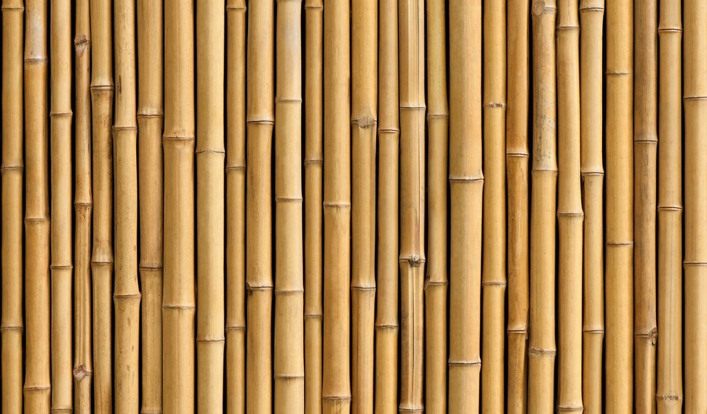 Обои бамбук, ствол, завод, bamboo, trunk, plant разрешение 6144x4088 Загрузить