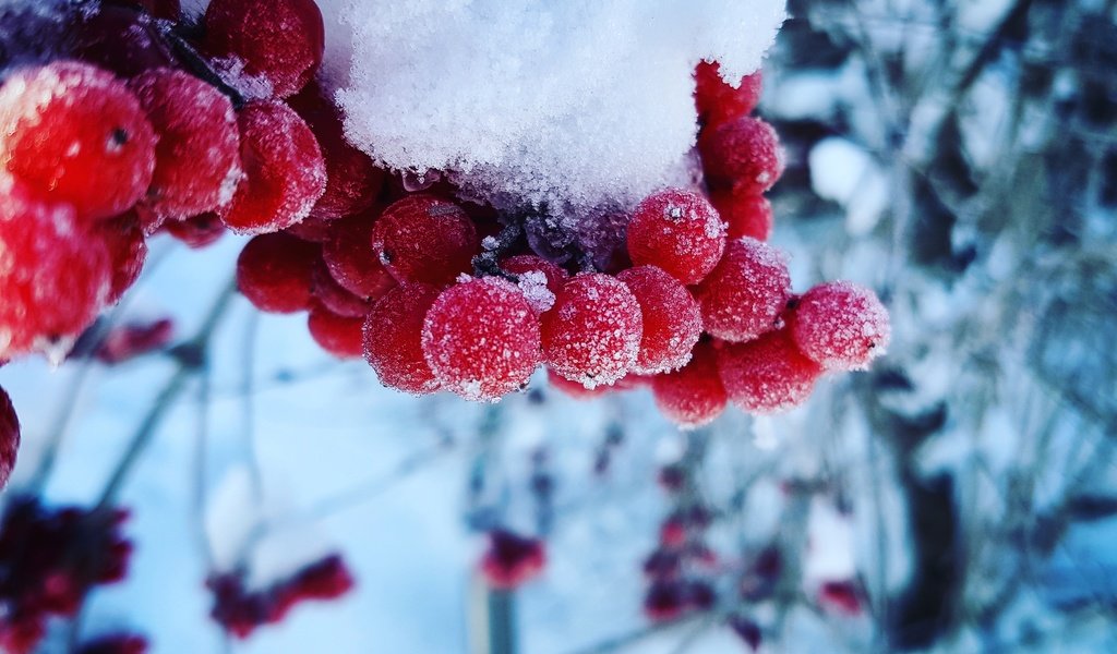 Обои снег, зима, макро, холод, ягоды, калина, snow, winter, macro, cold, berries, kalina разрешение 4032x3024 Загрузить