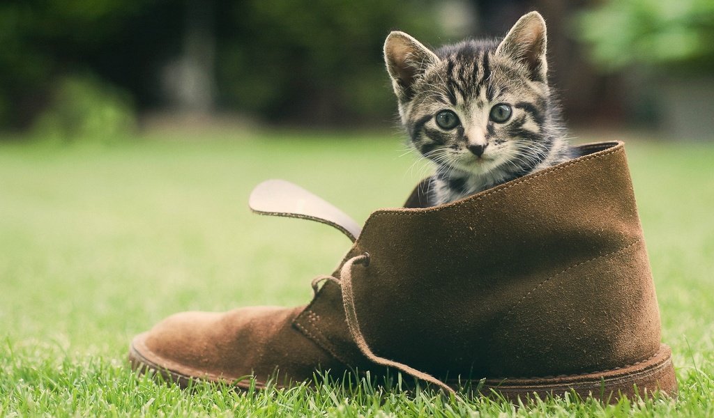 Обои трава, зелень, кошка, котенок, мордашка, обувь, башмак, grass, greens, cat, kitty, face, shoes, shoe разрешение 1920x1200 Загрузить