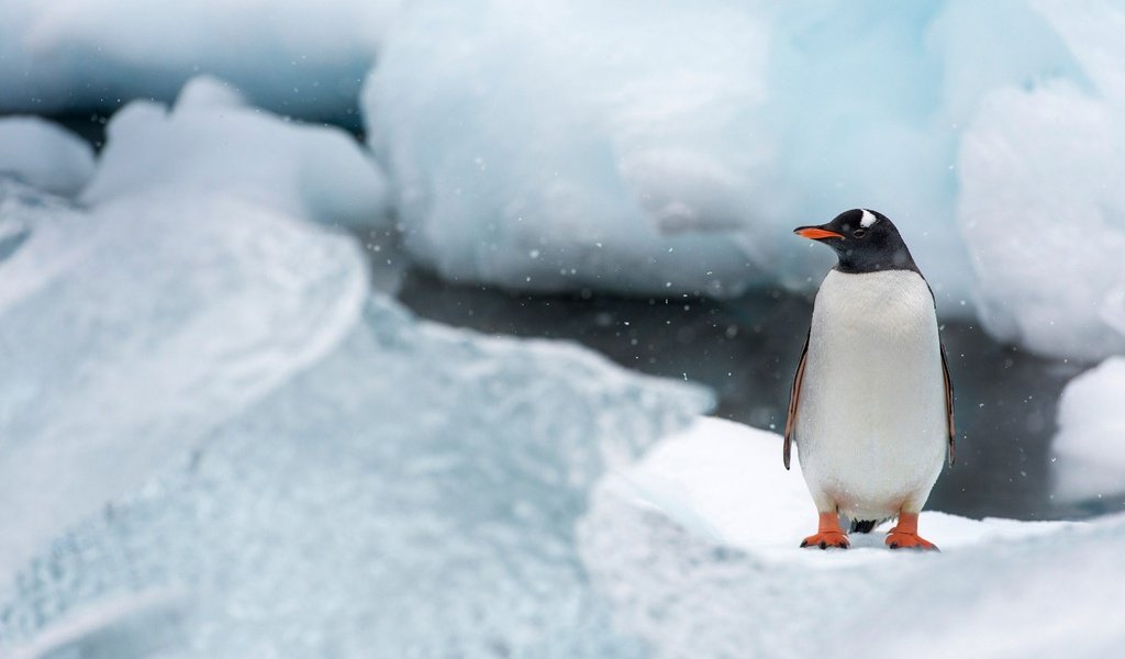 Обои антарктида, снег, природа, лёд, птицы, птица, клюв, остров, пингвин, antarctica, snow, nature, ice, birds, bird, beak, island, penguin разрешение 1920x1080 Загрузить