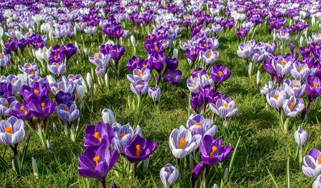 Обои цветы, трава, весна, крокусы, шафран, flowers, grass, spring, crocuses, saffron разрешение 2048x1335 Загрузить