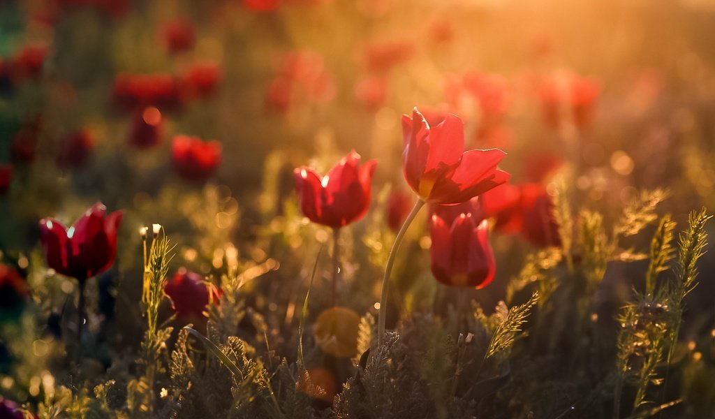 Обои свет, цветы, весна, тюльпаны, боке, дикие тюльпаны, light, flowers, spring, tulips, bokeh, wild tulips разрешение 1920x1200 Загрузить