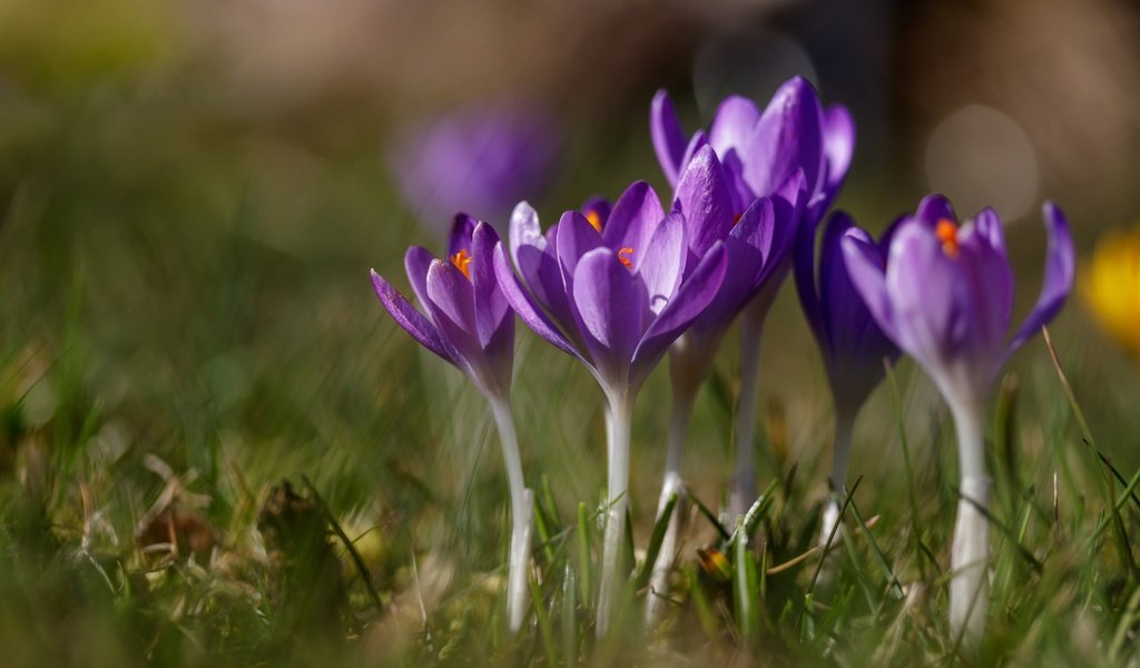 Обои цветы, трава, весна, крокусы, шафран, flowers, grass, spring, crocuses, saffron разрешение 6000x3798 Загрузить