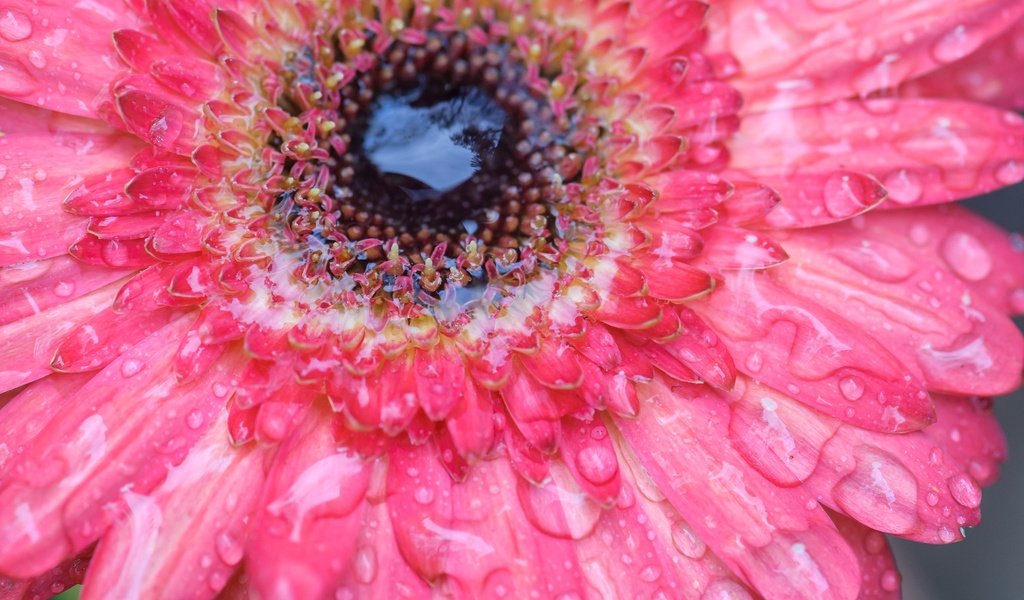 Обои вода, цветок, роса, капли, лепестки, гербера, water, flower, rosa, drops, petals, gerbera разрешение 2048x1360 Загрузить