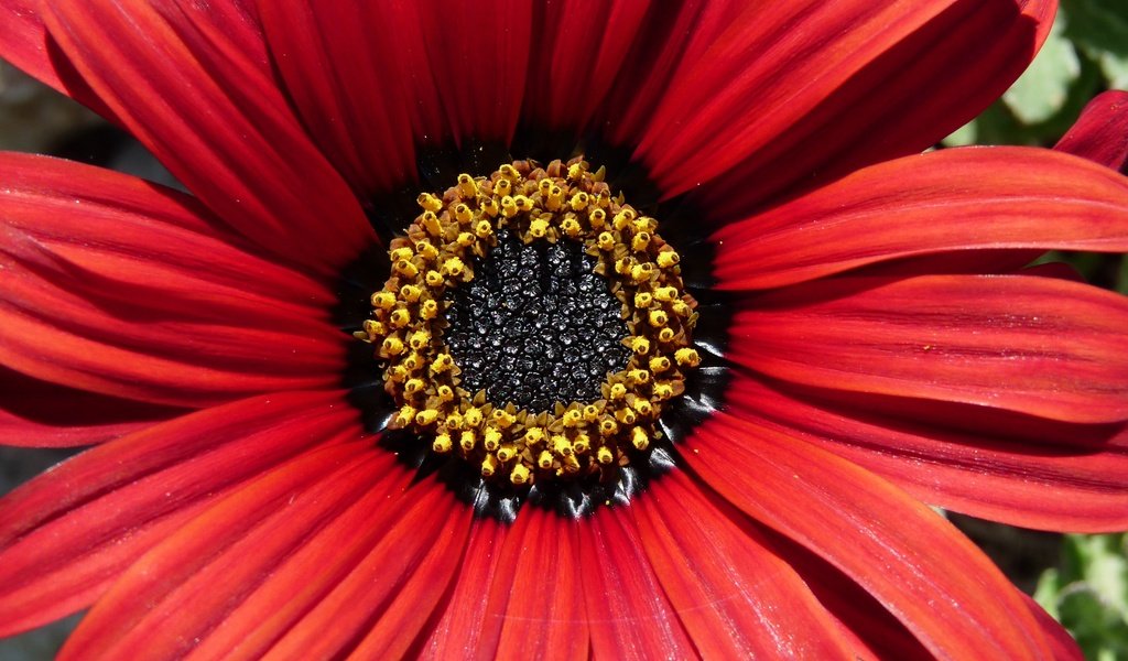 Обои макро, цветок, лепестки, makro, остеоспермум, macro, flower, petals, osteospermum разрешение 3648x2526 Загрузить