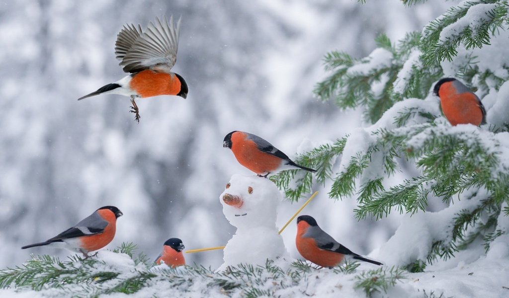 Обои снег, елка, зима, снеговик, птицы, снегирь, снегири, snow, tree, winter, snowman, birds, bullfinch, bullfinches разрешение 2048x1363 Загрузить