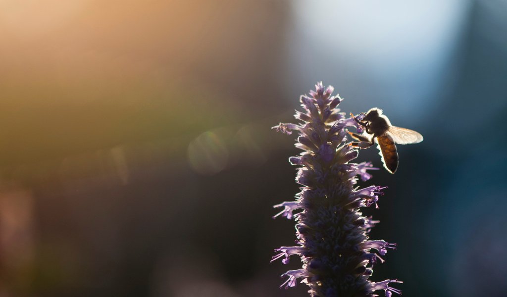 Обои свет, насекомое, цветок, размытость, пчела, ray hennessy, light, insect, flower, blur, bee разрешение 3269x2176 Загрузить