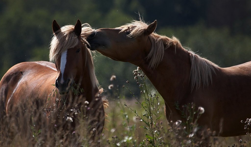 Обои лошадь, природа, животные, лошади, грива, horse, nature, animals, mane разрешение 2560x1372 Загрузить