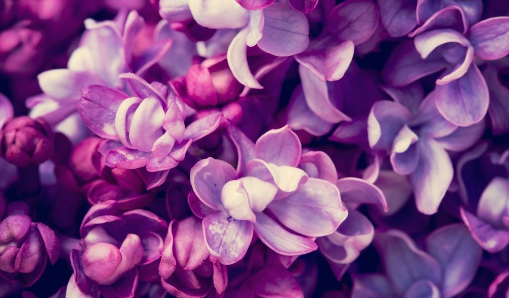 Обои цветы, цветение, весна, сирень, flowers, flowering, spring, lilac разрешение 5760x3840 Загрузить