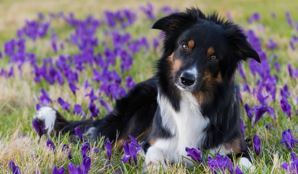 Обои цветы, взгляд, собака, весна, крокусы, бордер-колли, flowers, look, dog, spring, crocuses, the border collie разрешение 6016x4016 Загрузить