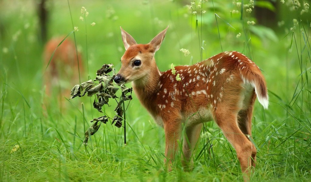 Обои трава, олень, малыш, косуля, олененок, grass, deer, baby, roe, fawn разрешение 2048x1322 Загрузить