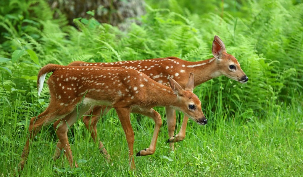 Обои трава, олень, животные, олени, папоротник, оленята, grass, deer, animals, fern, fawns разрешение 2048x1365 Загрузить