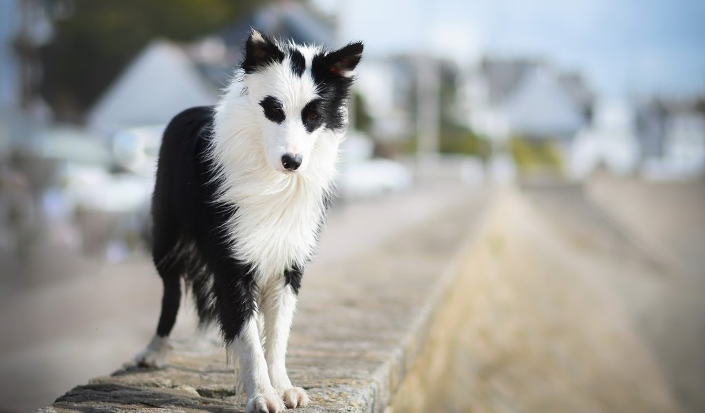 Обои взгляд, собака, друг, бордер-колли, wapi, erell.b, look, dog, each, the border collie разрешение 2047x1306 Загрузить