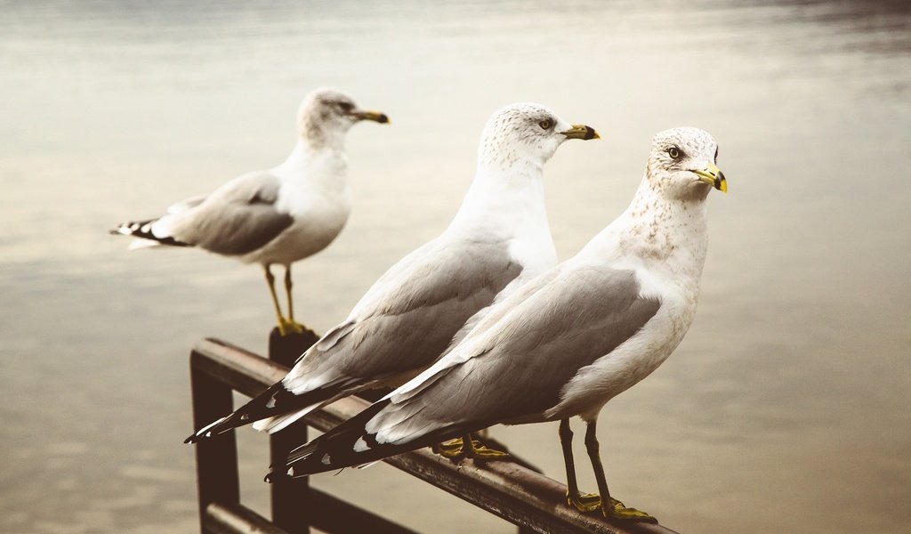 Обои фон, чайка, птицы, клюв, перья, чайки, background, seagull, birds, beak, feathers, seagulls разрешение 2048x1365 Загрузить