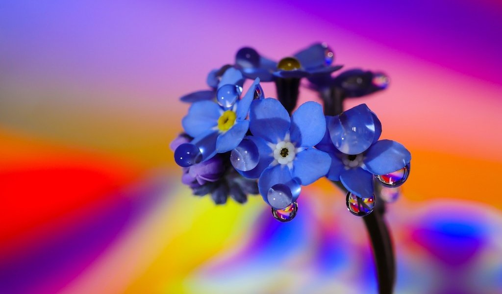 Обои макро, фон, цветок, цвет, капли воды, незабудка, macro, background, flower, color, water drops, forget-me-not разрешение 2048x1152 Загрузить