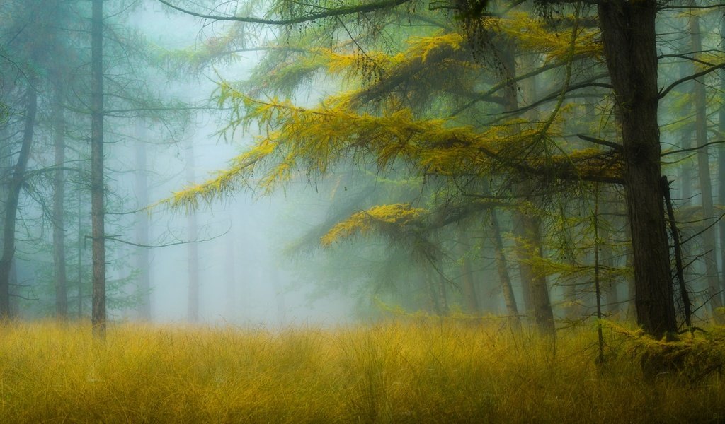Обои деревья, природа, лес, туман, дымка, trees, nature, forest, fog, haze разрешение 2048x1361 Загрузить