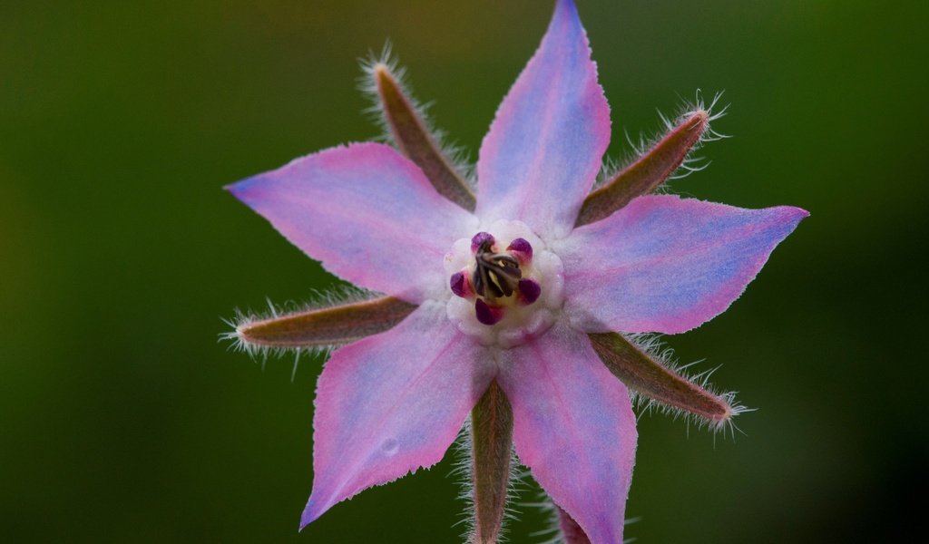 Обои природа, макро, лепестки, огуречник, огуречная трава, nature, macro, petals, borage разрешение 2880x1828 Загрузить