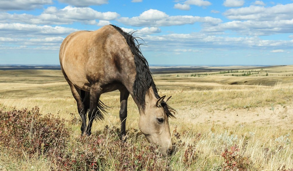 Обои небо, лошадь, облака, природа, поле, конь, грива, the sky, horse, clouds, nature, field, mane разрешение 2048x1363 Загрузить