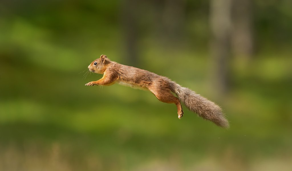 Обои пушистый, прыжок, белка, хвост, белочка, грызун, fluffy, jump, protein, tail, squirrel, rodent разрешение 1920x1200 Загрузить