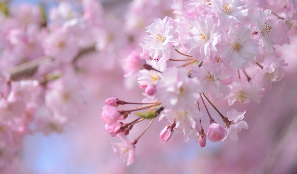 Обои ветка, цветение, весна, розовый, сакура, branch, flowering, spring, pink, sakura разрешение 2048x1356 Загрузить