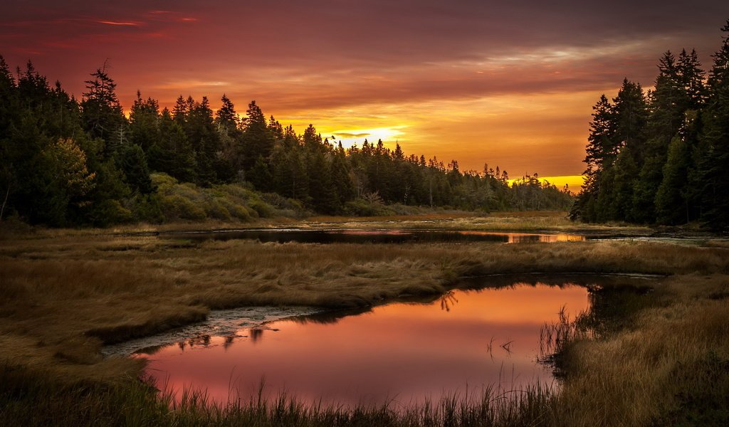 Обои небо, трава, озеро, лес, закат, the sky, grass, lake, forest, sunset разрешение 2560x1600 Загрузить