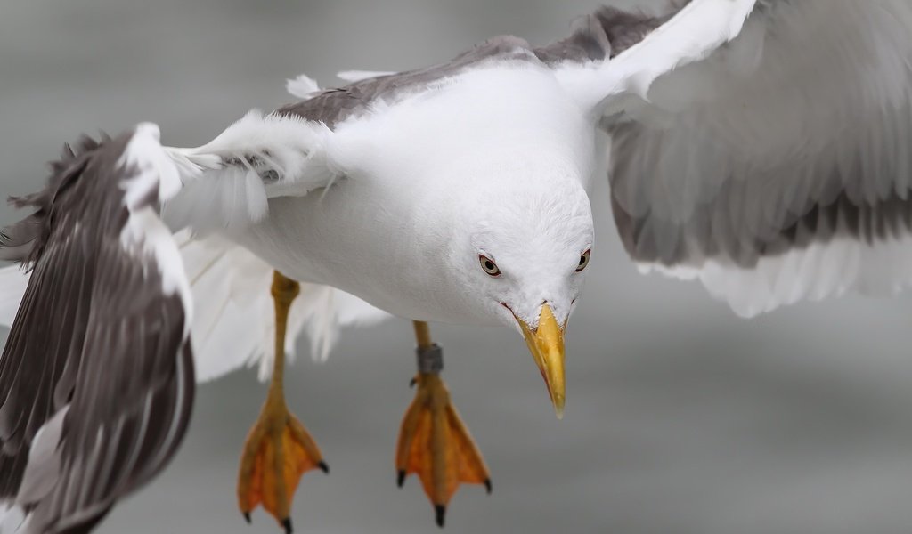 Обои природа, полет, лапы, крылья, чайка, птица, nature, flight, paws, wings, seagull, bird разрешение 2048x1106 Загрузить