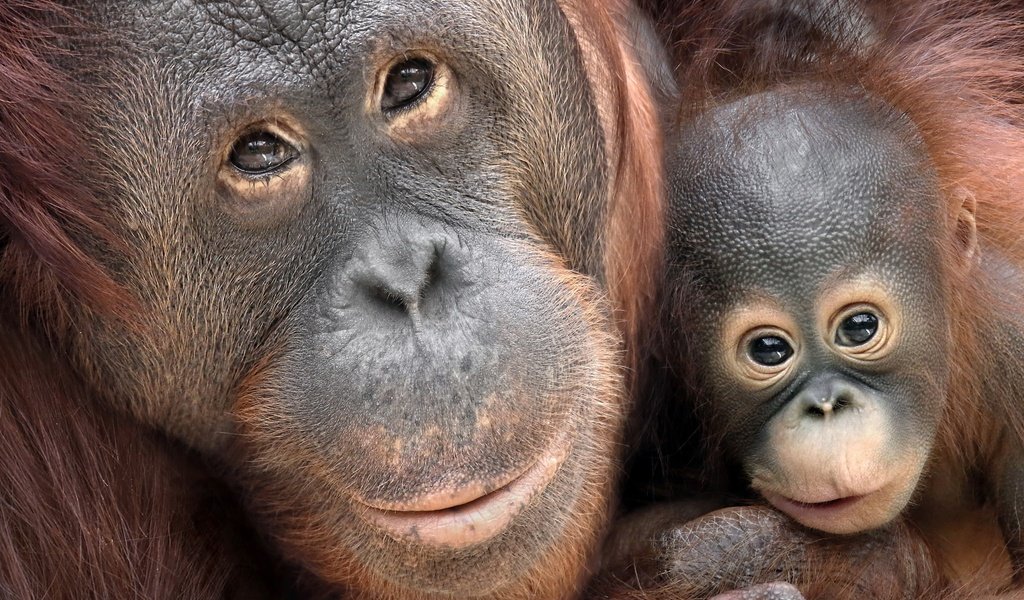 Обои фон, детеныш, обезьяны, орангутаны, человекообразные обезьяны, орангутан, background, cub, monkey, orangutans, apes, orangutan разрешение 2048x1354 Загрузить