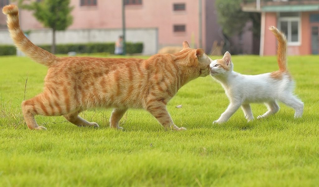 Обои трава, кот, усы, лапы, кошка, котенок, хвост, grass, cat, mustache, paws, kitty, tail разрешение 1921x1080 Загрузить