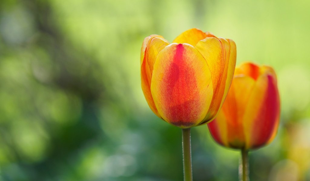 Обои цветок, лепестки, весна, тюльпан, flower, petals, spring, tulip разрешение 2048x1365 Загрузить