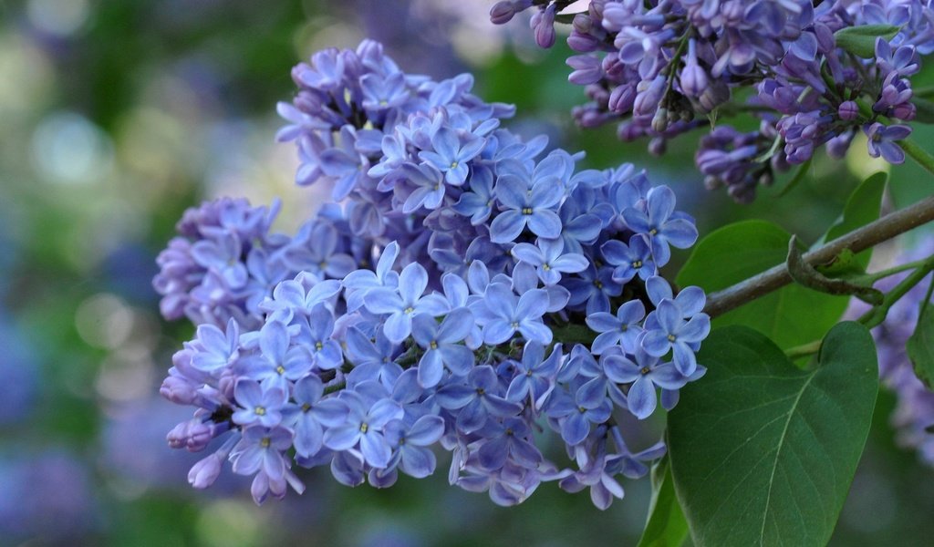 Обои ветка, цветение, макро, весна, сирень, соцветие, branch, flowering, macro, spring, lilac, inflorescence разрешение 2560x1700 Загрузить