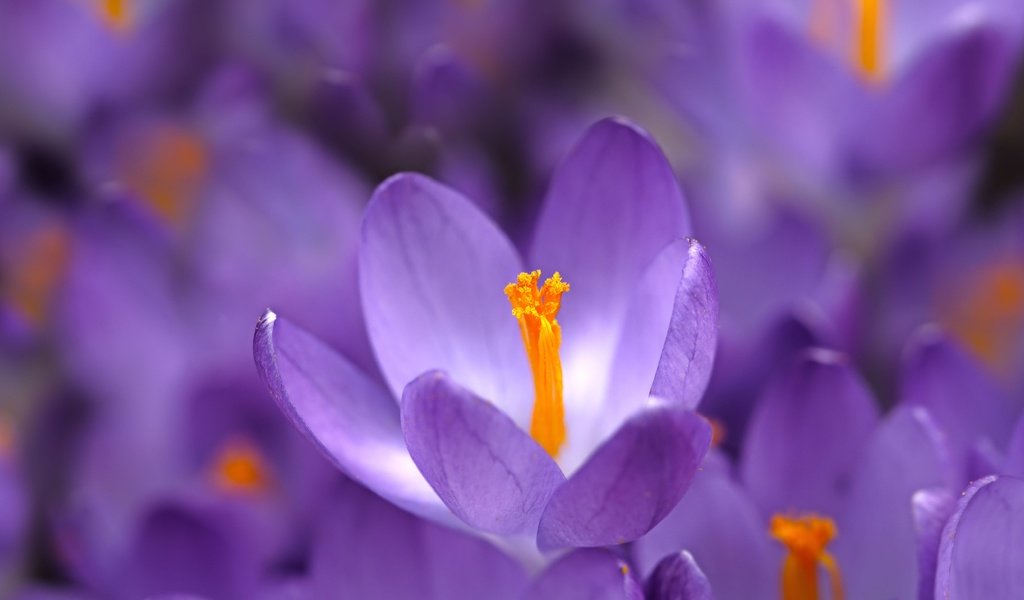 Обои цветы, макро, весна, крокусы, flowers, macro, spring, crocuses разрешение 5456x3064 Загрузить