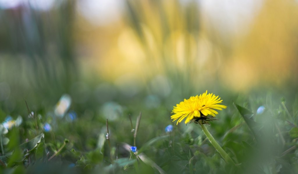 Обои цветы, трава, размытость, весна, одуванчик, flowers, grass, blur, spring, dandelion разрешение 2048x1365 Загрузить