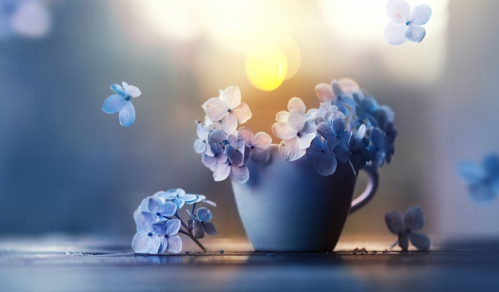 Обои цветы, лепестки, чашка, гортензия, ashraful arefin, flowers, petals, cup, hydrangea разрешение 2048x1366 Загрузить