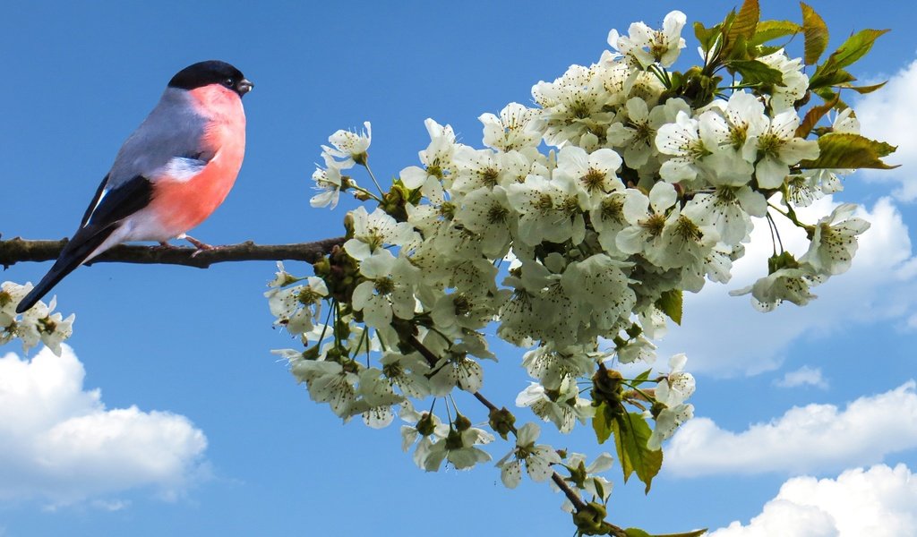 Обои небо, ветка, цвет, птица, весна, яблоня, снегирь, the sky, branch, color, bird, spring, apple, bullfinch разрешение 3373x2405 Загрузить