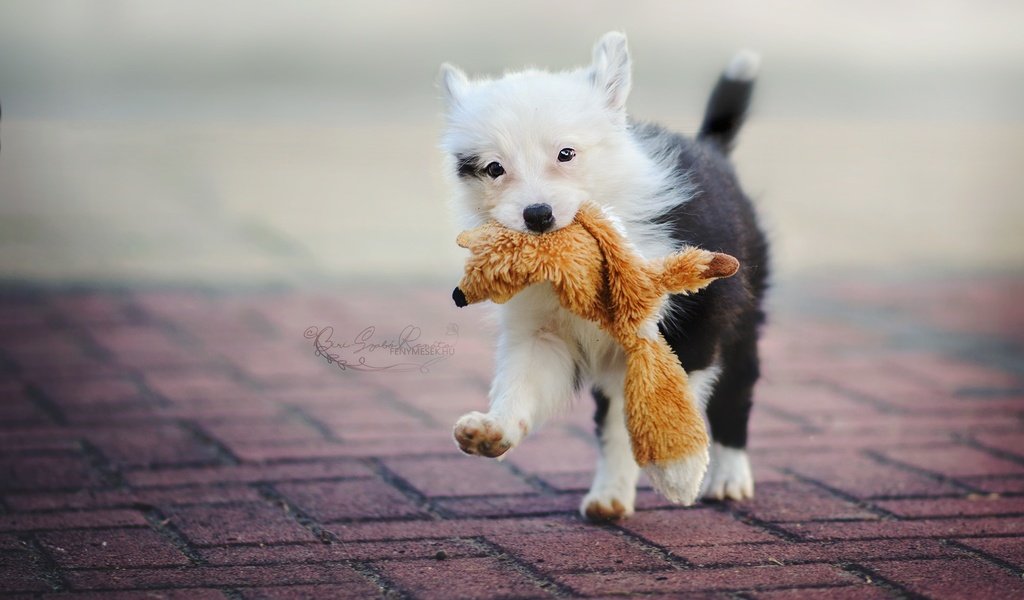 Обои собака, игрушка, улица, щенок, бордер-колли, dog, toy, street, puppy, the border collie разрешение 2048x1366 Загрузить