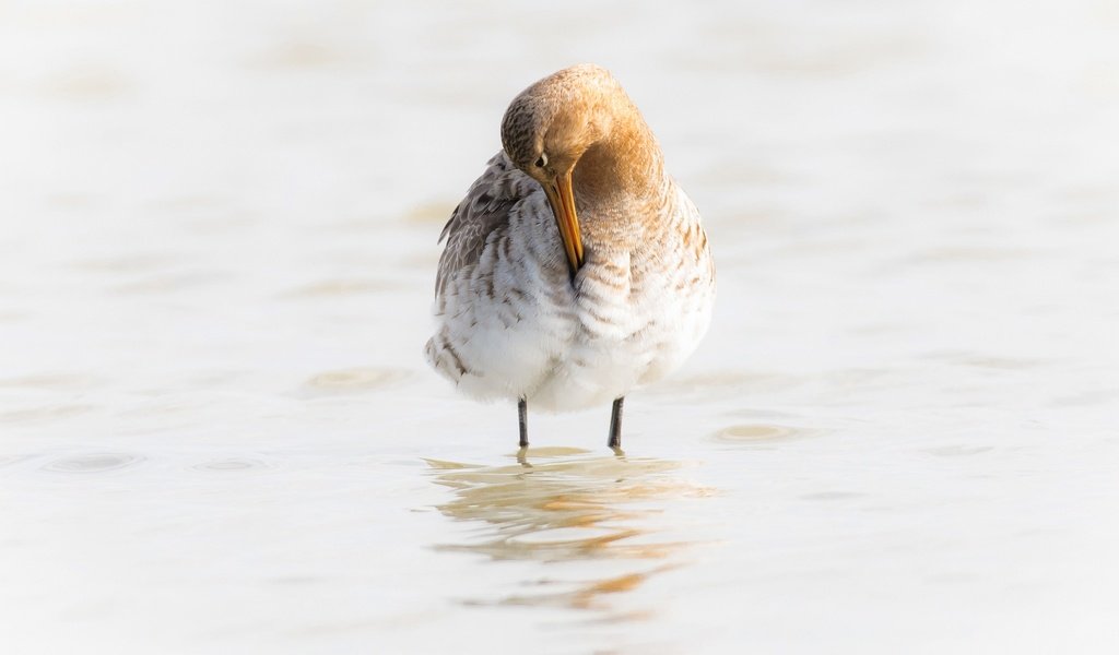 Обои вода, птица, клюв, большой веретенник, water, bird, beak, black-tailed godwit разрешение 2048x1266 Загрузить