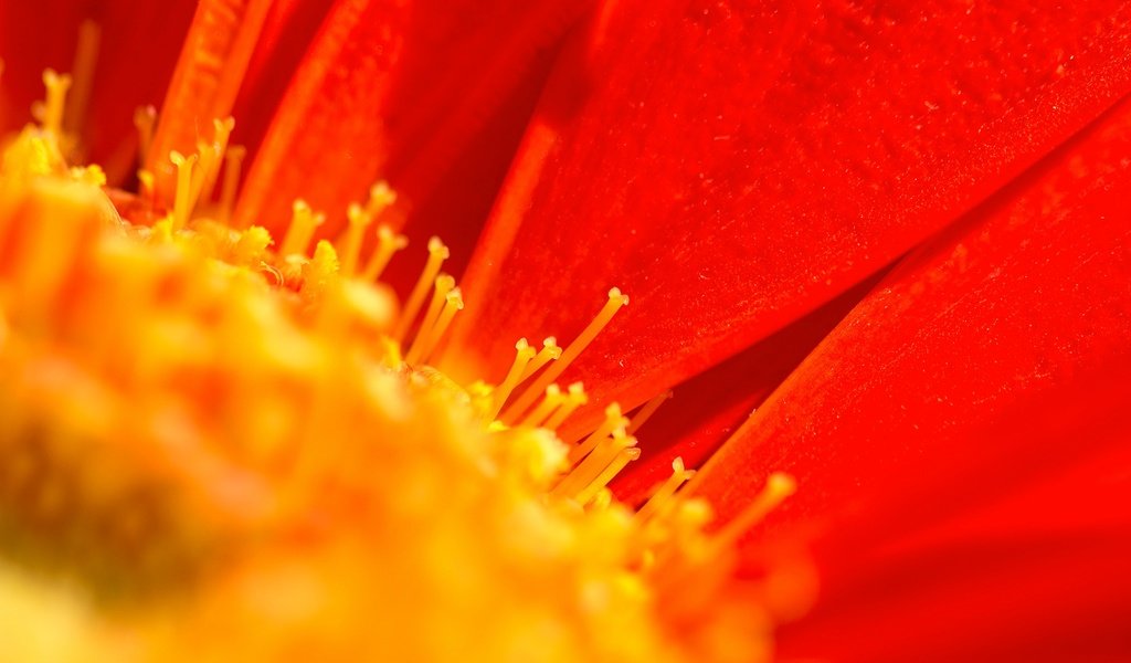 Обои макро, цветок, лепестки, тычинки, гербера, macro, flower, petals, stamens, gerbera разрешение 2048x1322 Загрузить