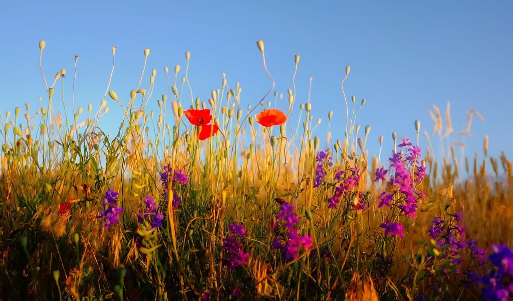 Обои небо, цветы, трава, растения, полевые цветы, the sky, flowers, grass, plants, wildflowers разрешение 1920x1279 Загрузить