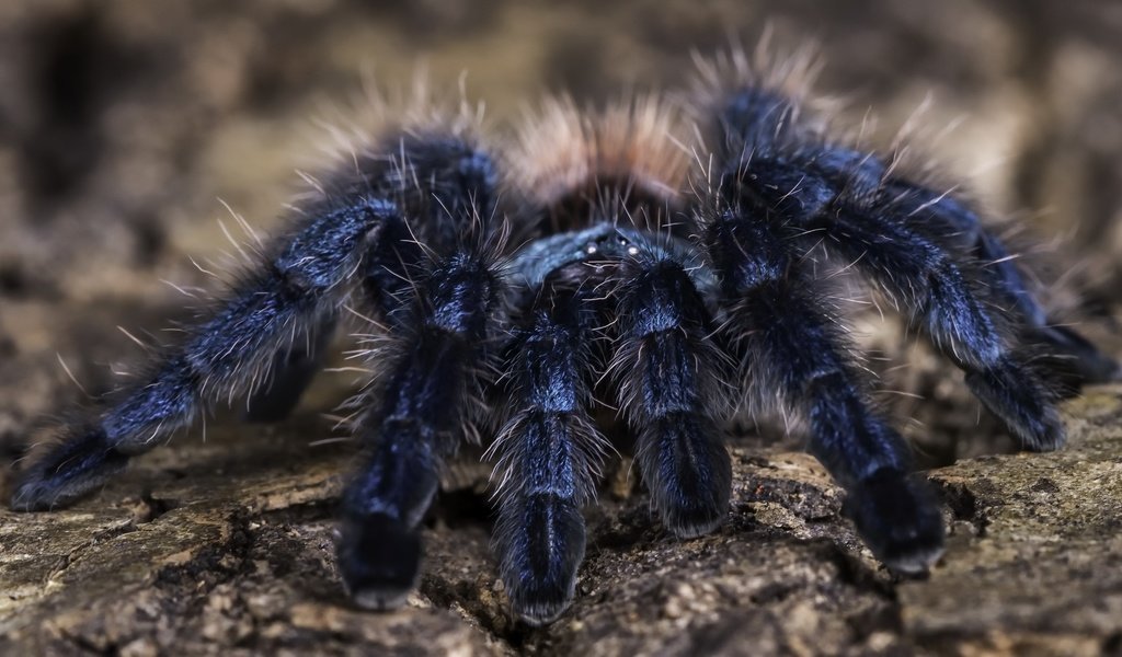 Обои фон, паук, тарантул, martinique pink toe tarantula, background, spider, tarantula разрешение 2560x1440 Загрузить